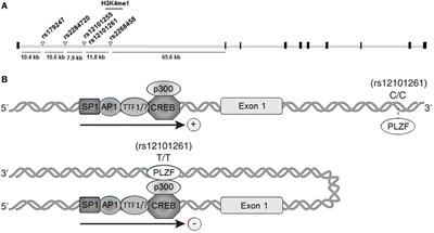 Genetics of Thyroid-Stimulating Hormone Receptor—Relevance for Autoimmune Thyroid Disease